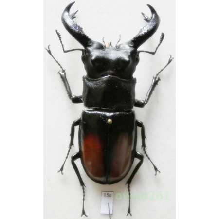 Hexarthrius parryi paradoxus Mollenkamp 1897 76mm Indonesia, Sumatra Is15e